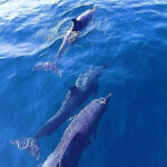 catamaran-sunset-cruise-7
