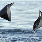 catamaran-sunset-cruise-8