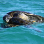 water-combo-fishing-snorkeling-15