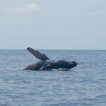water-combo-fishing-snorkeling-7