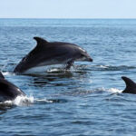 water-combo-fishing-snorkeling-8