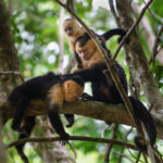zipline-canopy-tour-8